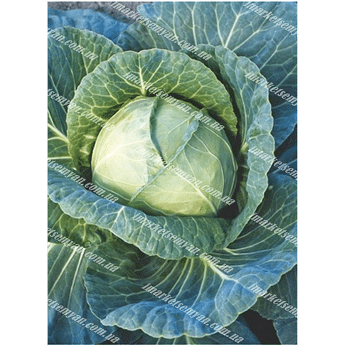 Семена капусты белокочанной Годвари (58-65 дней) 100 грамм PPZ Seeds