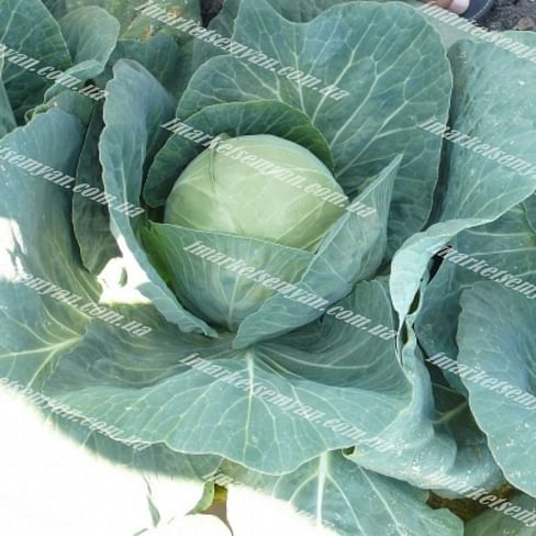 Пасадена F1 семена белокочанной капусты 2 500 семян Lark Seeds/Ларк Сидс