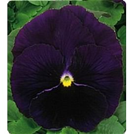 Династия Purple семена фиалки 100 семян Kitano/Китано