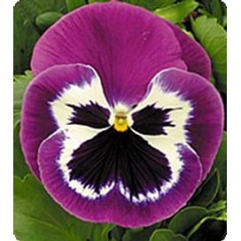Династия Purple Bicolour семена фиалки 100 семян Kitano/Китано