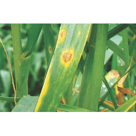 Пиренофороз (желтая пятнистость) пшеницы. Препараты для борьбы с пиренофорозом