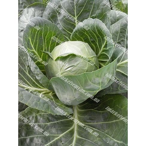 Капитал F1 семена б/к капусты 2 500 семян Lark Seeds/Ларк Сидс