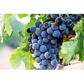Интересные факты о винограде, о которых Вы, возможно, не знали