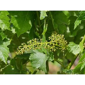Защита винограда во время цветения - рекомендации компании "Summit-Agro"