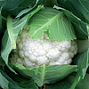 Абени F1 (Abeni F1) семена капусты цветной 2 500 семян Seminis/Семинис