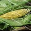 Мируш F1 (Mirus) семена кукурузы суперсладкой (Sh2) среднеранней 5 000 семян Seminis/Семинис