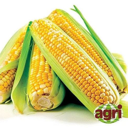 Либертон F1 семена кукурузы суперсладкой поздней 5 000 семян Agri Saaten