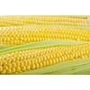 Тусон F1 (Тайсон F1) семена кукурузы суперсладкой Syngenta/Сингента