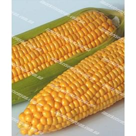 Тусон F1 (Тайсон F1) семена кукурузы суперсладкой Syngenta/Сингента