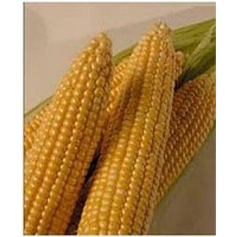 Барон F1 семена кукурузы суперсладкой Sh2 ранней 5 кг May Seeds