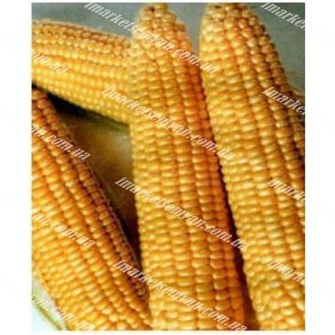 Димакс F1 семена кукурузы сладкой ранней May Seeds
