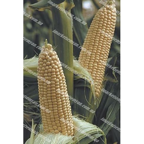 Вега F1 семена кукурузы суперсладкой (Sh2) ранней May Seeds