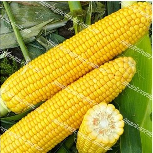 Харди F1 семена кукурузы суперсладкой (Sh2) средней Hazera