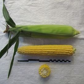 Свиткорн семена кукурузы сахарной (Se) Semenaoptom/Семенаоптом