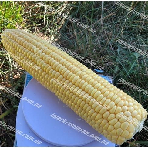 1805 F1 семена кукурузы суперсладкой 2 500 семян Lark Seeds/Ларк Сидс