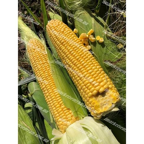 1801 F1 семена кукурузы суперсладкой Lark Seeds/Ларк Сидс