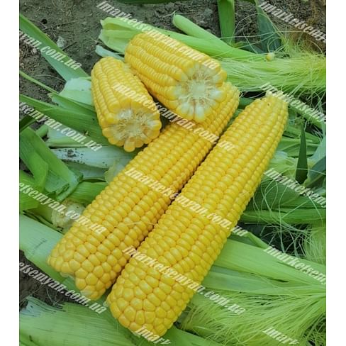 1860 F1 семена кукурузы суперсладкой 2 500 семян Lark Seeds/Ларк Сидс