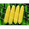 Сансвит F1 семена кукурузы суперсладкой средней 1 килограмм LibraSeeds