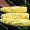 Камберленд F1 семена кукурузы суперсладкой средней Clause/Клоз