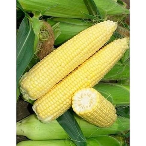 Лендмарк F1 семена кукурузы суперсладкой 10 кг семян Clause/Клоз