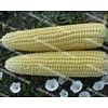 Тести Дрим F1 семена кукурузы суперсладкой ранней 5 000 семян Agri Saaten