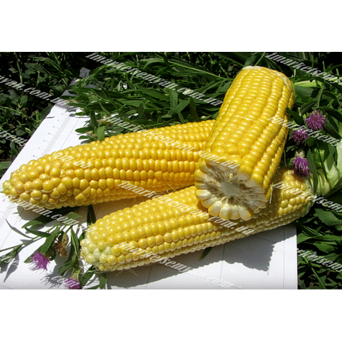 Тести Дрим F1 семена кукурузы суперсладкой ранней 5 000 семян Agri Saaten
