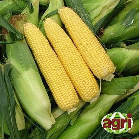 Санрайз F1 семена кукурузы суперсладкой ранней 5 000 семян Agri Saaten
