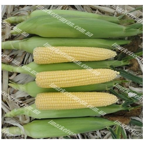 AGX 11-195 F1 семена кукурузы суперсладкой среднеранняя 5 000 семян Agri Saaten