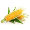Свит Имидж F1 семена кукурузы суперсладкой среднеранней 5 000 семян Agri Saaten