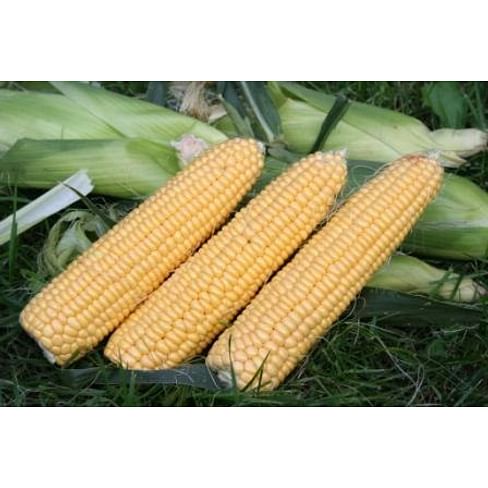 Свит Имидж F1 семена кукурузы суперсладкой среднеранней 5 000 семян Agri Saaten