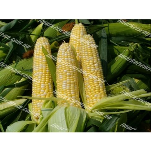 Абегаль F1 семена кукурузы сладкой среднеранней 5 000 семян Agri Saaten