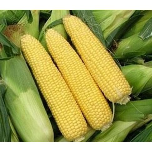 Сириус F1 семена кукурузы суперсладкой ранней Agri Saaten