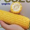 ГСС 8529 F1 семена кукурузы суперсладкой 100 000 семян Syngenta/Сингента