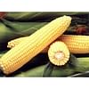 ГХ 2042 (GH 2042) F1 семена кукурузы сладкой 50 000 семян Syngenta/Сингента
