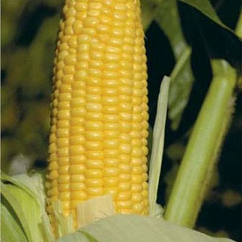 ГХ 2042 (GH 2042) F1 семена кукурузы сладкой 50 000 семян Syngenta/Сингента