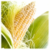 Шайнрок F1 семена кукурузы суперсладкой поздней 100 000 семян Syngenta/Сингента