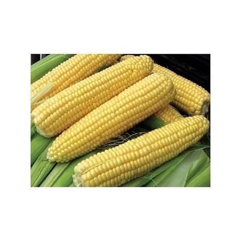 Свитстар F1 семена кукурузы суперсладкой ранней Syngenta/Сингента