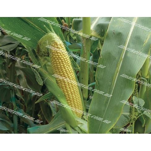 3517 F1 семена кукурузы суперсладкой ультраранней Lark Seeds/Ларк Сидс