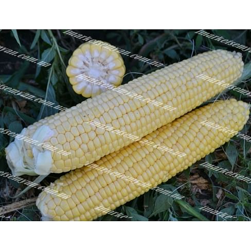 Страйк F1 (1525 F1) семена кукурузы суперсладкой ранней Lark Seeds/Ларк Сидс