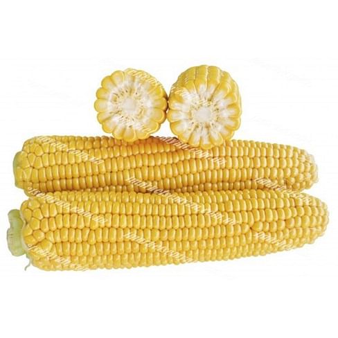 1707 F1 семена кукурузы суперсладкой ранний 2 500 семян Lark Seeds/Ларк Сидс