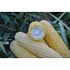 Форвард F1 (1709 F1) семена кукурузы суперсладкой ультраранней Lark Seeds/Ларк Сидс