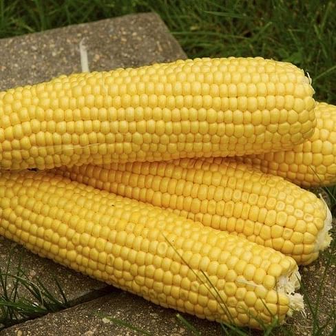 Трофи семена кукурузы размножение ахименесов семенами