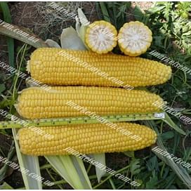 Добрыня F1 семена кукурузы суперсладкой Lark Seeds/Ларк Сидс
