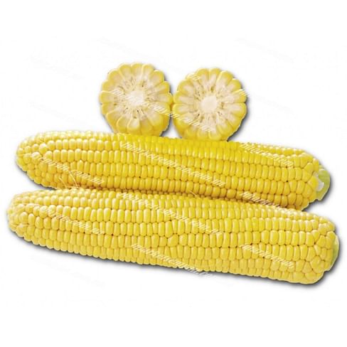 1010 F1 новинка семена кукурузы 25 000 семян Lark Seeds/Ларк Сидс