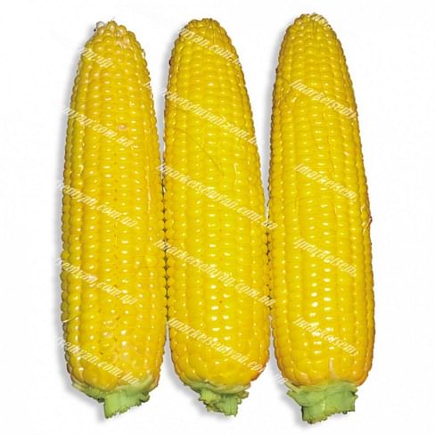 Свит Парадайз F1 семена кукурузы 25 000 семян Lark Seeds/Ларк Сидс
