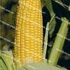 Уокер F1 семена кукурузы суперсладкой Lark Seeds/Ларк Сидс