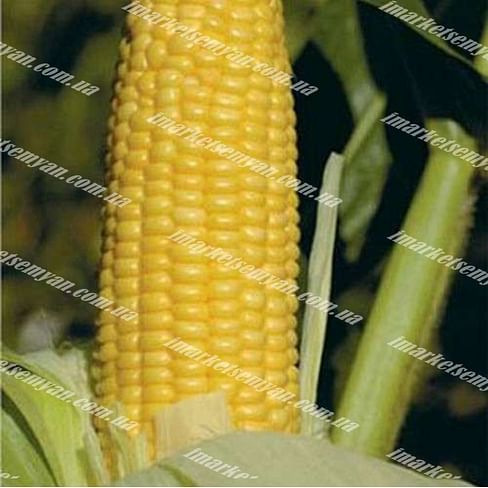 Уокер F1 семена кукурузы суперсладкой Lark Seeds/Ларк Сидс