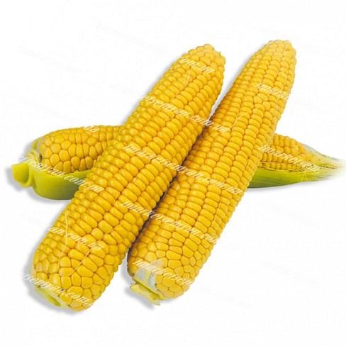 Хаммер F1 семена кукурузы 25 000 семян Lark Seeds/Ларк Сидс