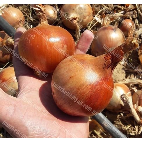 Бренда семена лука репчатого позднего 250 000 семян LibraSeeds