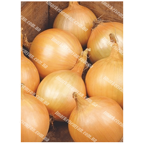 Семена лука репчатого Робот (Райнсбургер 5) 100 грамм PPZ Seeds